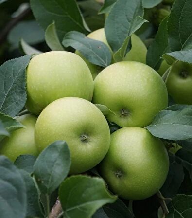 ELMA ( GRANNY SMITH YEŞİL )  180-220 CM Tüplü