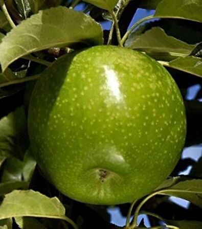 ELMA ( GRANNY SMITH YEŞİL )  180-220 CM Tüplü