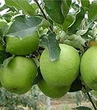 ELMA ( GRANNY SMITH YEŞİL )  180-220 CM Tüplü