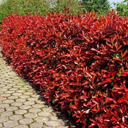 Alev Ağacı [Photinia] Fidanı 30-50 cm boy Saksıda