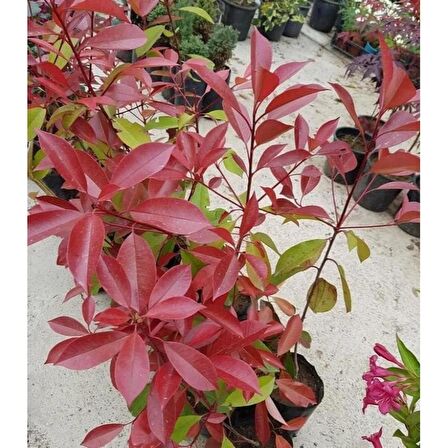 Alev Ağacı [Photinia] Fidanı 30-50 cm boy Saksıda