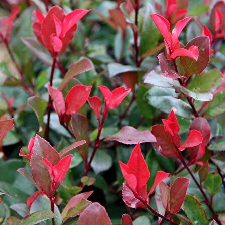 Alev Ağacı [Photinia] Fidanı 30-50 cm boy Saksıda