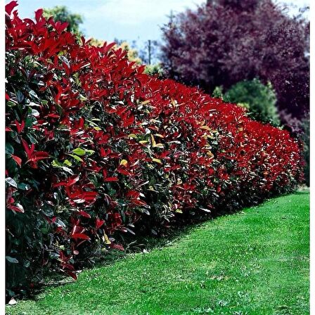 Alev Ağacı [Photinia] Fidanı 30-50 cm boy Saksıda