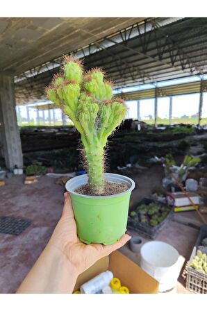 Cereus Repandus Kaktüs Antirasyasyon r5