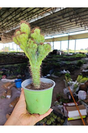 Cereus Repandus Kaktüs Antirasyasyon r5