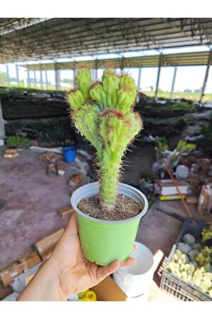 Cereus Repandus Kaktüs Antirasyasyon r5