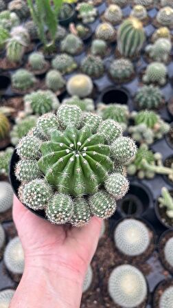 Kaynana Topuzu Kaktüsü Echinopsis Oxygona 10 Cm Saksıda 