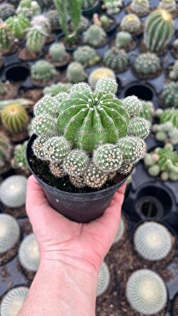 Kaynana Topuzu Kaktüsü Echinopsis Oxygona 10 Cm Saksıda 