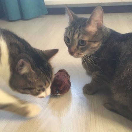 İpek Yıldızı® Kurmalı Kedi Eğitim Oyuncağı Tüylü Peluş Fare Yakalama İnteraktif Sevimli Eğlenceli Oyuncak