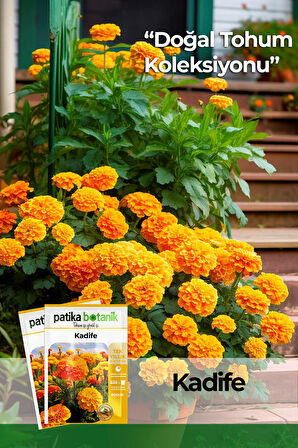 50 Adet Bodur Kadife Çiçek Tohumu (Tagetes L.)