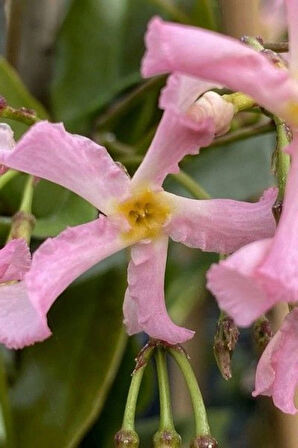 Pembe Çiçekli Arap Yasemini "Pink Showers" 1-2 Yaş Arası Tüplü