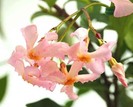 Pembe Çiçekli Arap Yasemini "Pink Showers" 1-2 Yaş Arası Tüplü