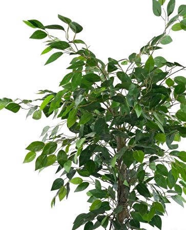Yapay Ağaç Benjamin Yeşil SAlex Dallı 110*70cm Siyah Plastik Saksılı