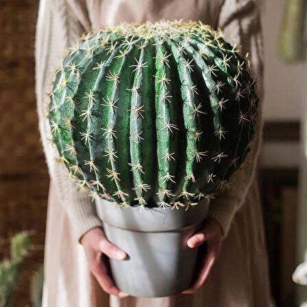 Yapay Çiçek Echinocactus Grusonii Altın Fıçı Kaktüs Siyah Saksıda 35*25m Cactüs  sk4010s