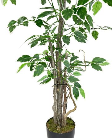 Yapay Ağaç Benjamin 120cm Yeşilbeyaz Çalılı Siyah Plastik Saksılı