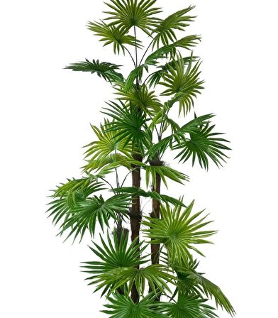 Yapay Ağaç Yelpaze Palmiye 4Katlı Fanpalm 32 Yaprak Altın Kemerli Beyaz Saksıda 170*65cm