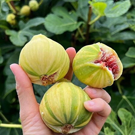 Tüplü İri Meyveli Çilek Aromalı Tiger Fig 2 İncir Fidanı