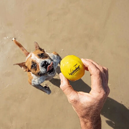 Waboba Fetch Suda Zıplayan Top Köpek Oyuncağı