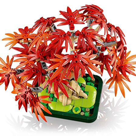 Botanicals Japon Kırmızı Akçaağaç Bonsai Ağacı 10348