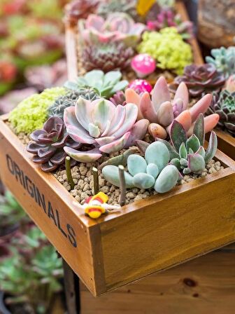 10lu Set Yapay Çiçek Kaktüs Sukulent Modelleri 10 Karışık Model Skulent