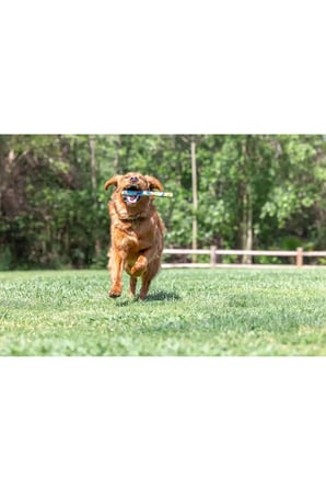 ! Eco Fetch Stick Doğa Dostu Köpek Oyuncağı