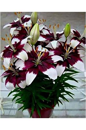 Bordo-beyaz Renkli Zambak Çiçek Soğanı 3 Adet