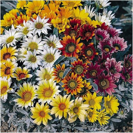 20 Adet Meramlı Kız Tohumu Koyun Gözü Tohumu (Gazania Splendens) Çiçek Tohumu