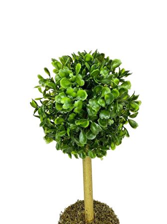 Yapay Ağaç Şimşir Top Tek Toplu 12x31cm Beyaz Saksıda 