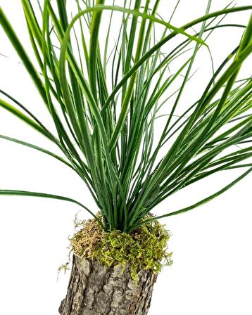 Yapay Çiçek Kütük Saksıda Saz Otu 35cm  Dekoratif Masa Çiçeği 40*20cm