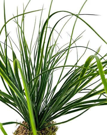 Yapay Çiçek Kütük Saksıda Saz Otu 35cm  Dekoratif Masa Çiçeği 40*20cm