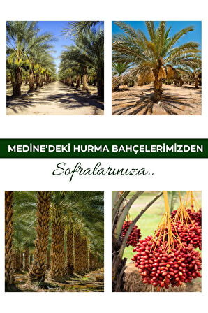 Medine Mebrum ( Meşruk ) Hurması 250gr - Yeni Mahsül - Ince Kabuklu Besleyici Dayanıklı Mebrum250