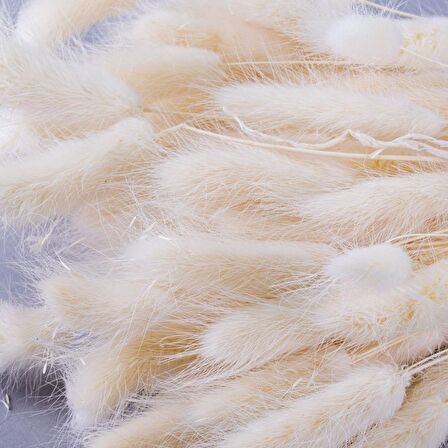 Kuru Çiçek Doğal Krem Natural Pamuk Otu 20gram 1. Kalite Şoklanmış Bozulmaz