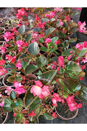 Yağlı Begonya Çiçeği Begonia Thurstonii 10-20 Cm