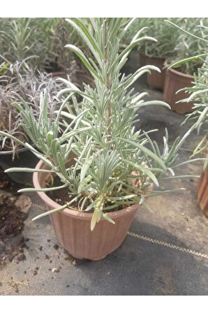 Haşare Kovucu Lavanta Fidanı 10-20 cm
