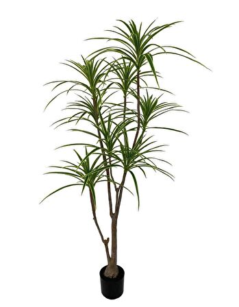 Yapay Ağaç Dracaena Ağacı 8Gövdeli 180cm Premium Kalite