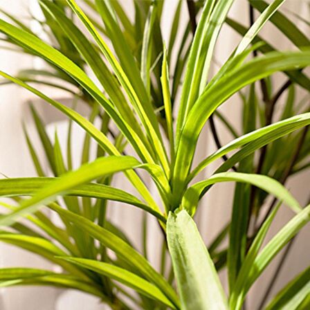 Yapay Ağaç Dracaena Ağacı 8Gövdeli 180cm Premium Kalite
