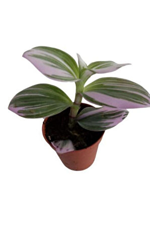 Pembe Yapraklı Tradescantia Nanouk Telgraf Çiçeği 10-20 Cm