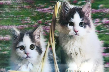 3 Boyutlu Resim  Sevimli Kediler İkili Kedi Resmi Tablosu 40x60 Cm
