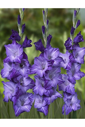 5 Adet Mavi Renkli Glayör Çiçek Soğanı