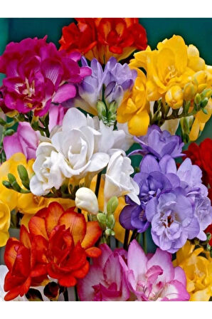 5 Adet Kırmızı Frezya Çiçeği ( Arpa Çiçeği ) Soğanı Mis Kokulu Katmerli