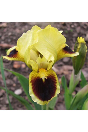 Cift Renk Iris Süsen(2adet)