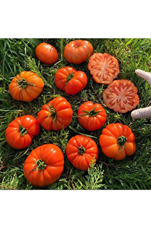 Bugen Pembe Tometes Tohumu 1000 Adet Garantili Faturalı .....