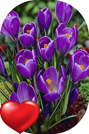 Safran Soğanı 10 Adet