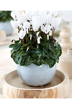 2 Adet Beyaz Sıklamen Çiçek Soğanı