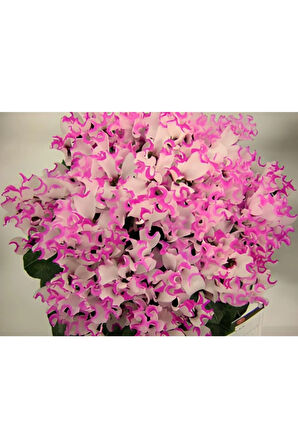 2 Adet Ithal Özel Fırfırlı Katmerli Ebruli Pembe Sıklamen Çiçek Soğanı