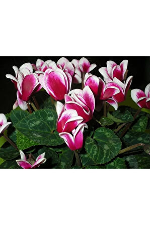 2 Adet Ebruli Koyu Pembe Sıklamen Çiçek Soğanı (cyclamen)