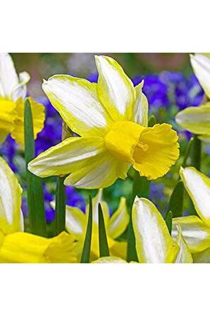 5 Adet Sarı Beyaz Şeritli Kokulu Nergis Soğanı