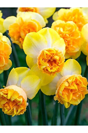 3 Adet Mis Kokulu Nadir Renk Nergis Çiçek Soğanı