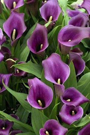2 Adet Purple Renk Gala Çiçek Soğanı