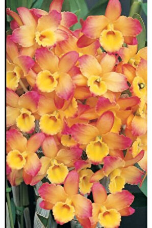 3 Adet Alacalı Özel Kokulu Nergis Çiçek Soğanı